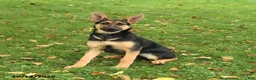 German Shepherd dogs for sale: Noelle - Ad 1