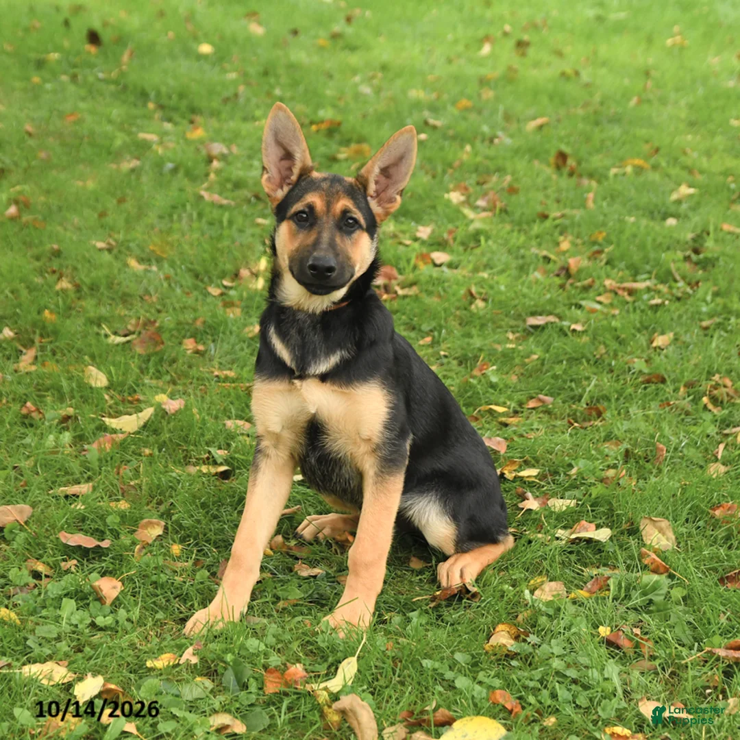 German Shepherd dogs for sale: Noelle - Ad 1