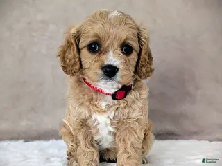 Cavapoo dogs for sale: Sunshine - Ad 2
