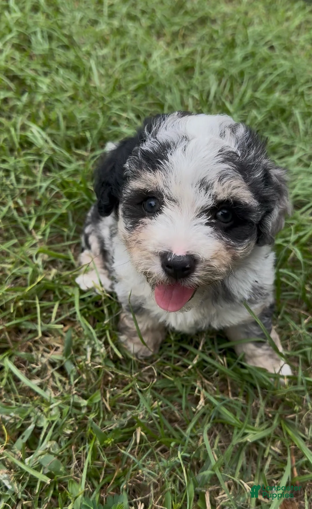 Mixed Breed dogs for sale: Misty - Ad 2