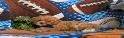 Cavapoo dogs for sale: Vinny 7 lbs Full Grown - Ad 5