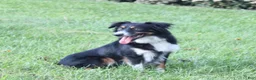 Miniature Australian Shepherd dogs for sale: Abby - Ad 4