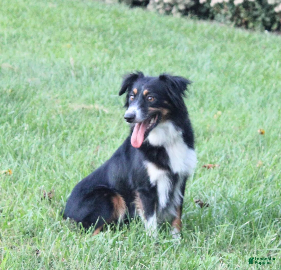 Miniature Australian Shepherd dogs for sale: Abby - Ad 4