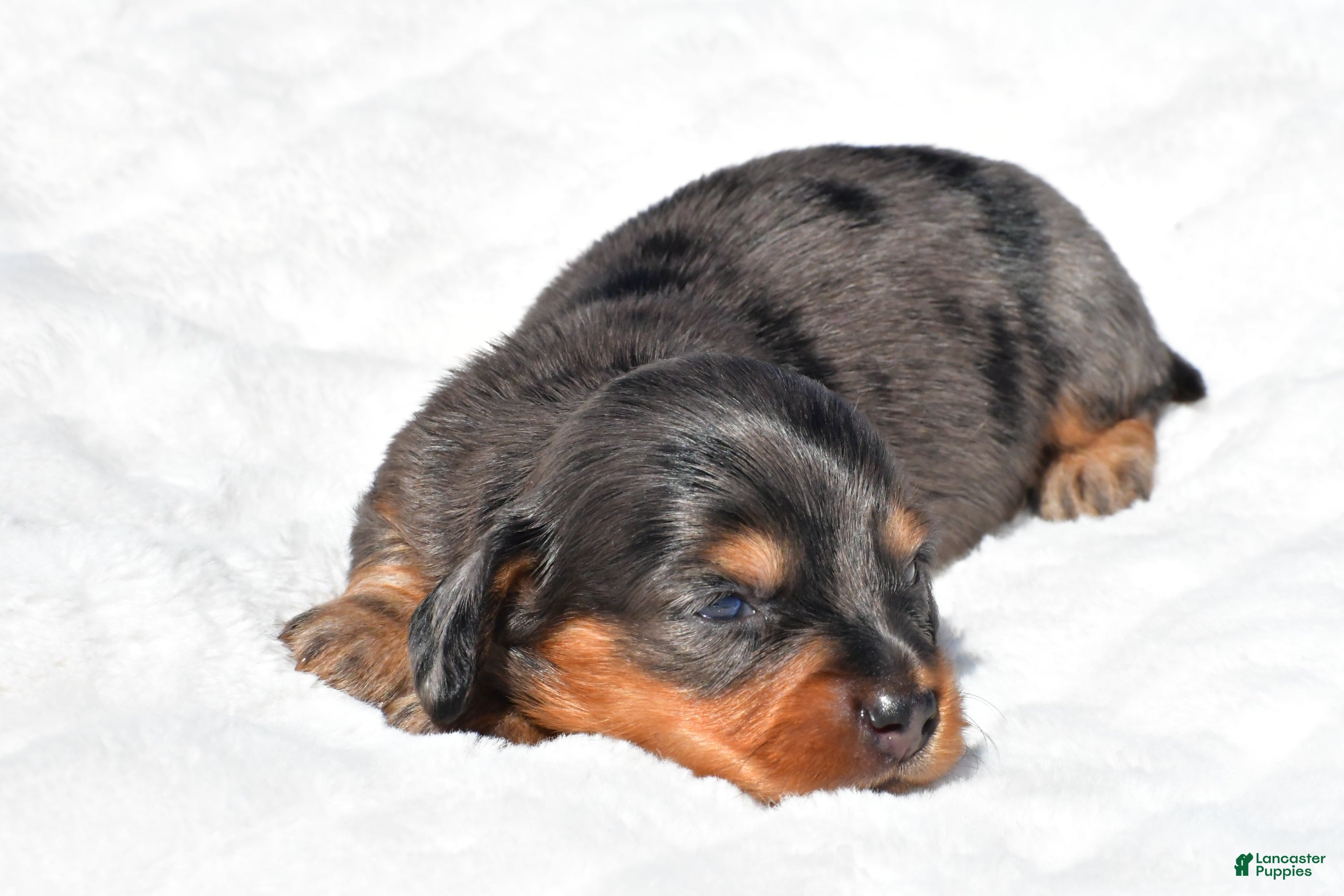 Miniature Dachshund dogs Hope - Ad 2