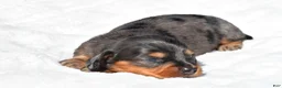 Miniature Dachshund dogs for sale: Hope - Ad 2