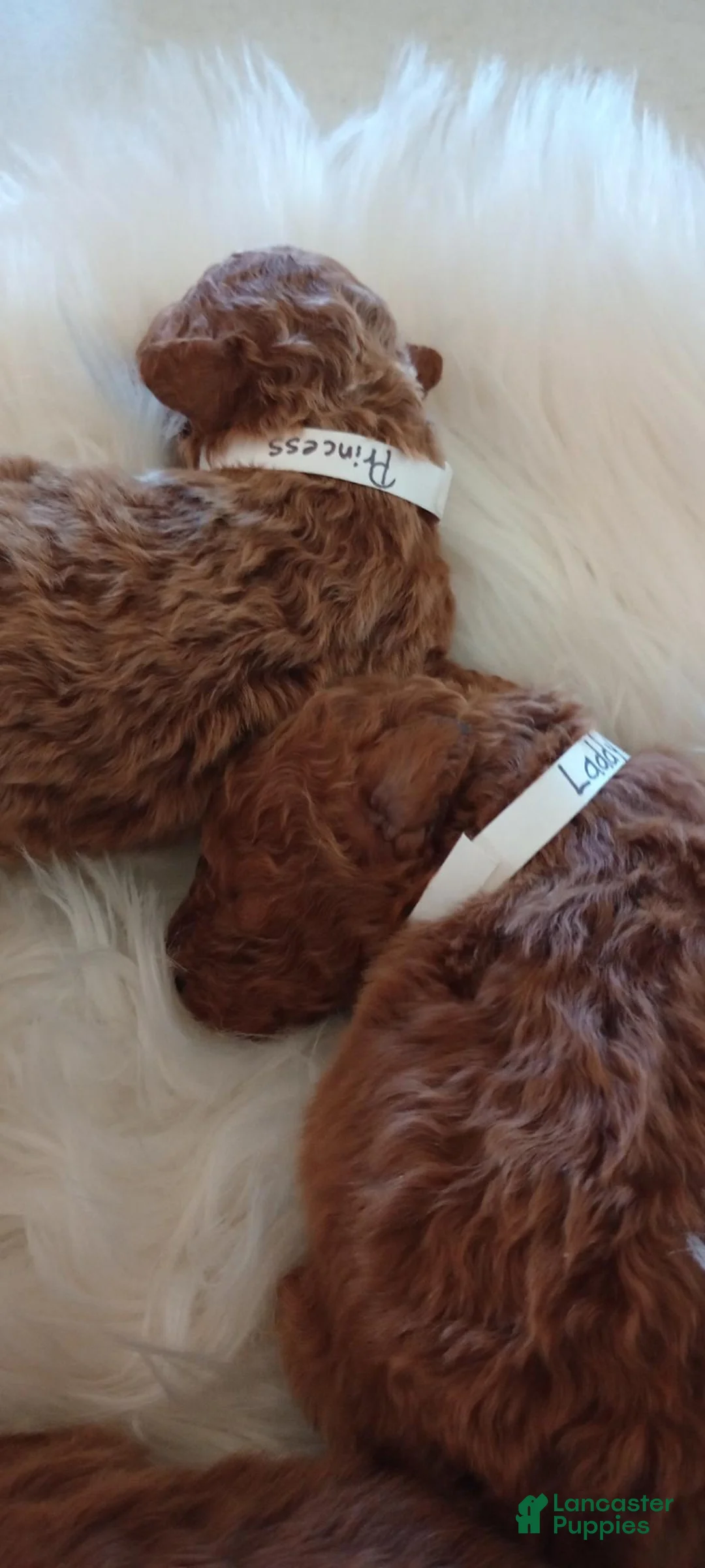 Mini Goldendoodle dogs for sale: Mr. London - Ad 2