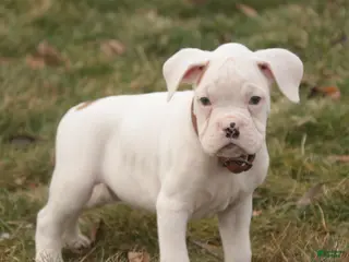 Boxer dogs Trey - Ad 32