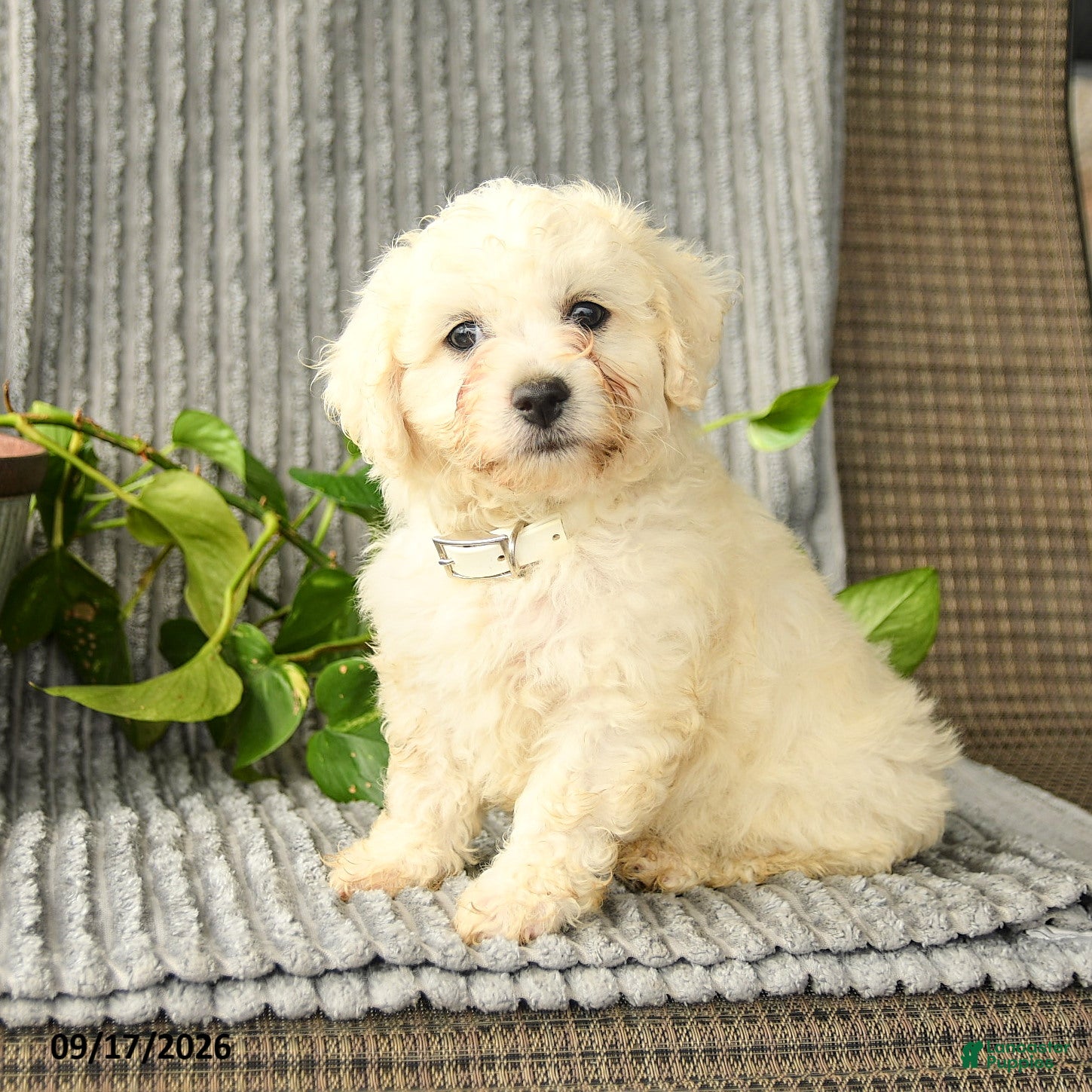 Bichpoo dogs Brody - Ad 2