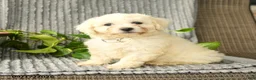 Bichpoo dogs for sale: Brody - Ad 2
