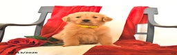 Golden Retriever dogs for sale: James   - Ad 4