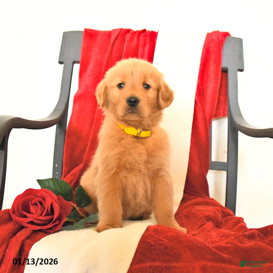 Golden Retriever dogs for sale: James   - Ad 4