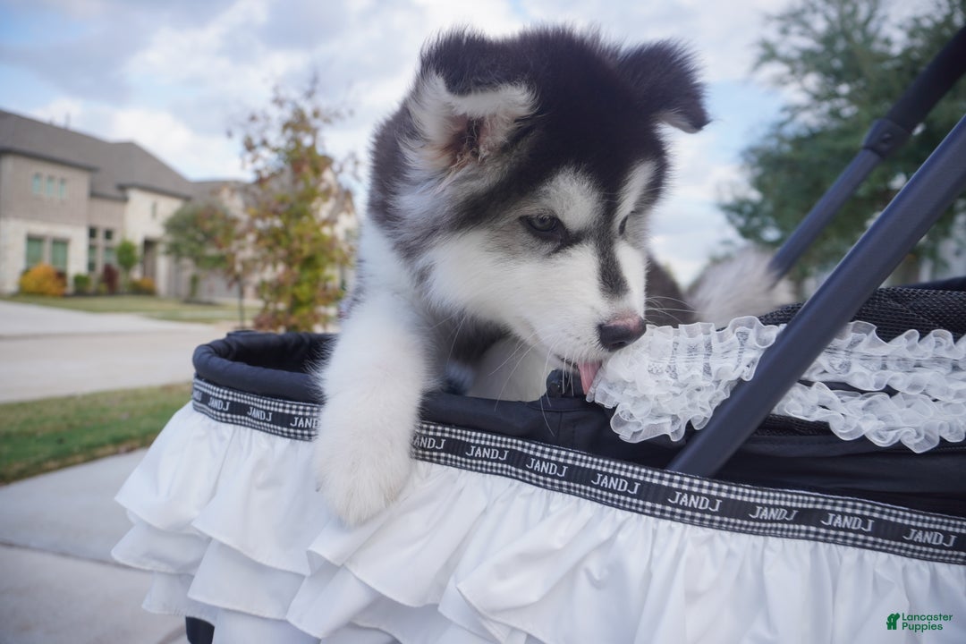 Alaskan Malamute dogs for sale: Xiao Huang - Ad 14