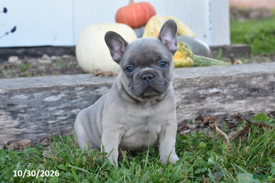 French Bulldog dogs for sale: Tigger - Ad 1