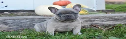 French Bulldog dogs for sale: Tigger - Ad 1