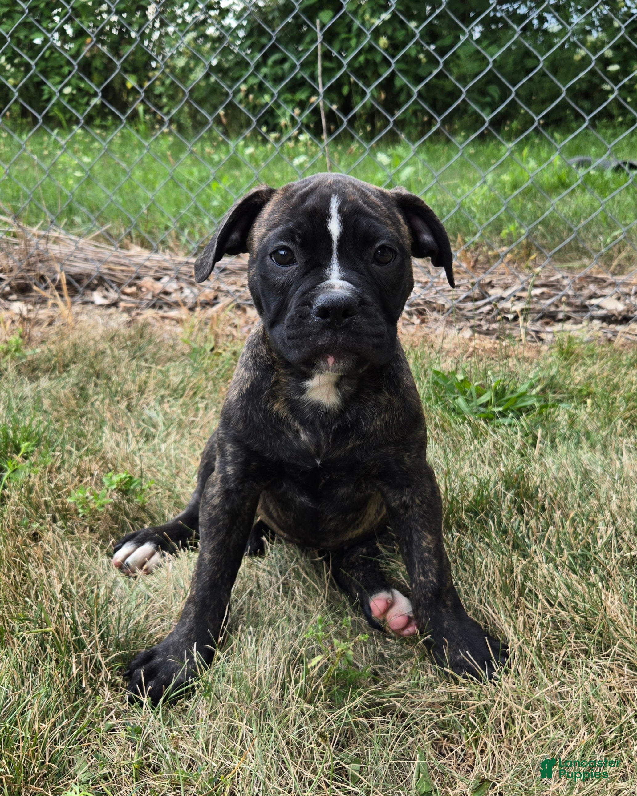 American Bulldog dogs Olivia - Ad 1