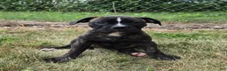 American Bulldog dogs for sale: Olivia - Ad 2