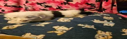 Border Collie dogs for sale: Inman BLUE EYES - Ad 9