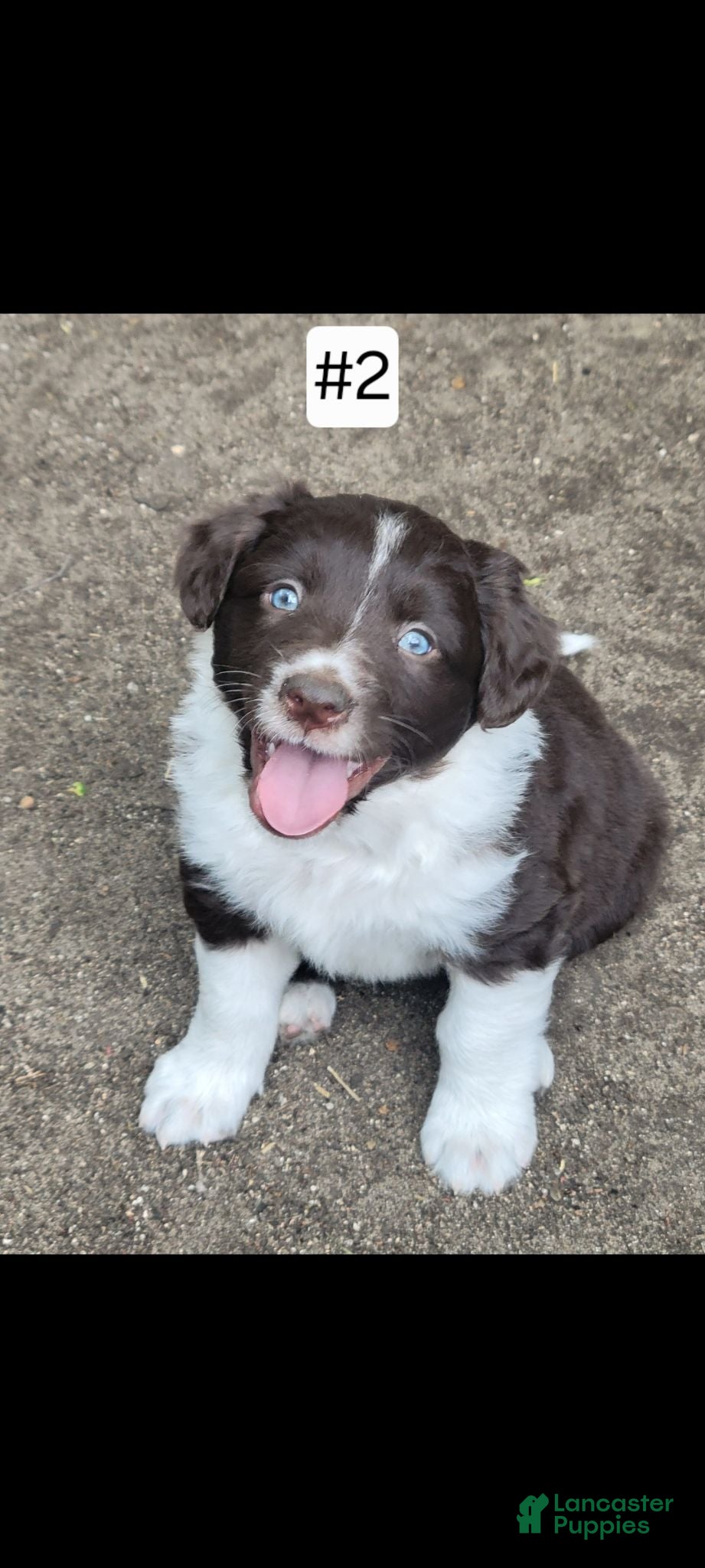 Australian Shepherd dogs Australian Shepherd 2 - Ad 1