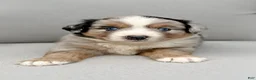 Miniature Australian Shepherd dogs for sale: Forrest - Ad 3