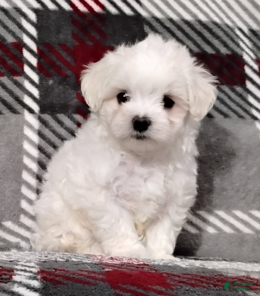 Maltese dogs for sale: Dylan - Ad 4