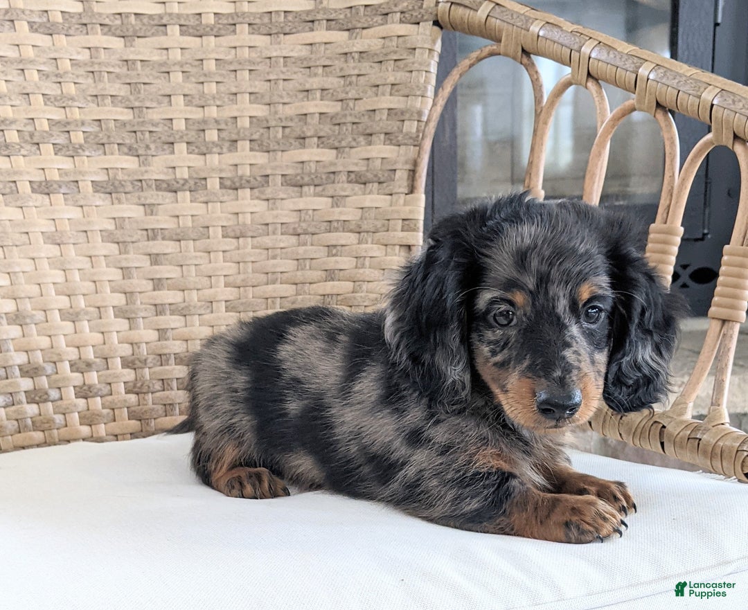 Miniature Dachshund dogs for sale: Frankie  - Ad 2