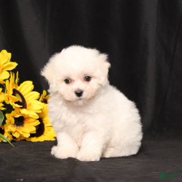 Bichon Frise dogs Mandy - Ad 1