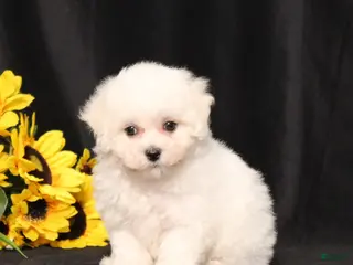 Bichon Frise dogs for sale: Mandy - Ad 4