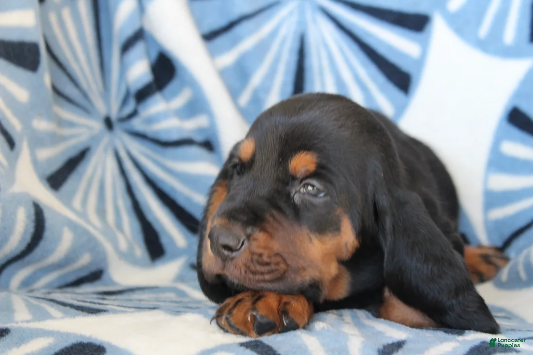 Basset Hound dogs for sale: Mr. James - Ad 2