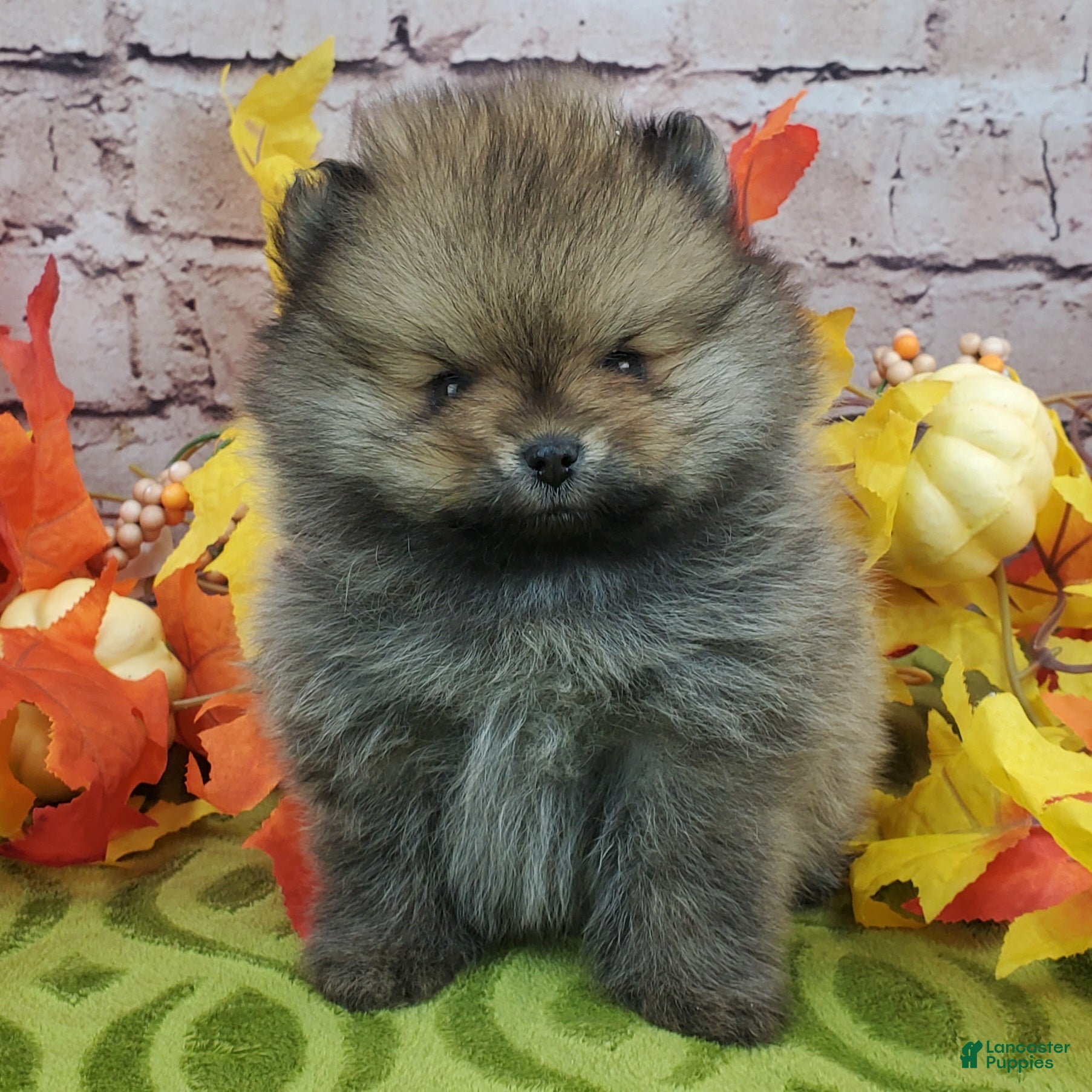 Pomeranian dogs Fajita - Ad 13