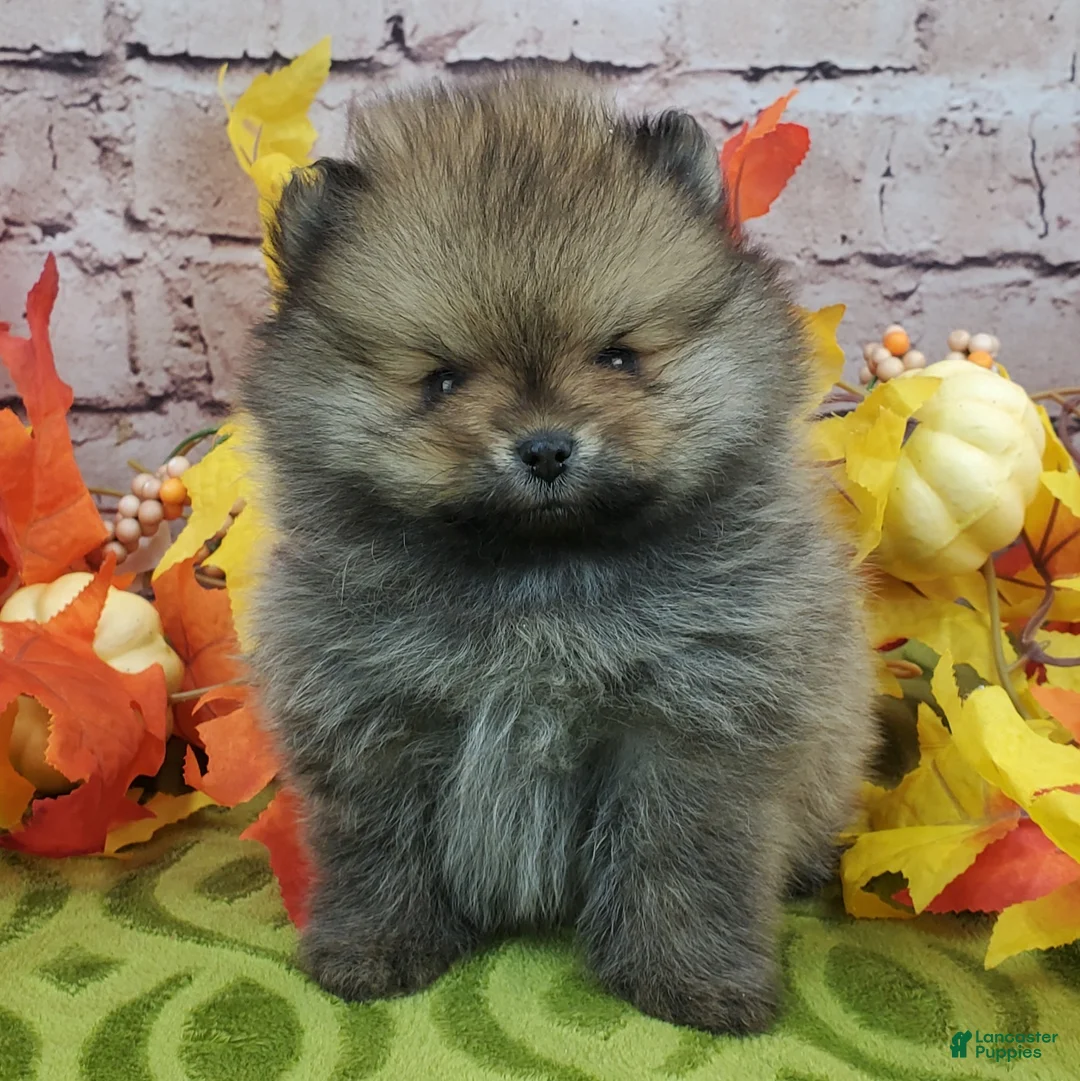 Pomeranian dogs for sale: Fajita - Ad 1