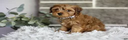 Yorkiepoo dogs for sale: Reggie - Ad 2