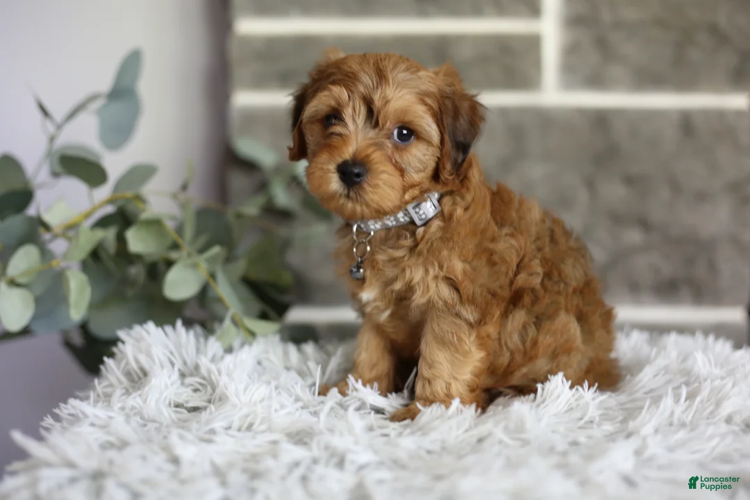 Yorkiepoo dogs for sale: Reggie - Ad 2