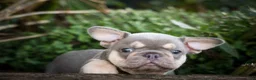 French Bulldog dogs for sale: 🐾 Meet Kingston — A Happy Little Frenchie with Plenty of Love to Give! 🐾 - Ad 7