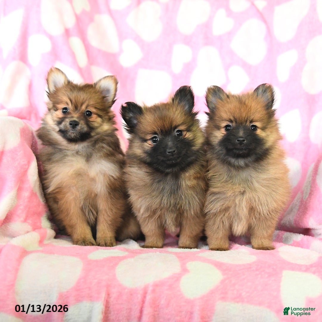 Pomeranian dogs for sale: Faith - Ad 3