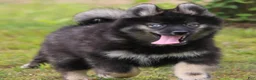 Pomsky dogs for sale: Chuckles  - Ad 4