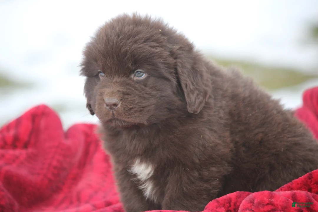 Newfoundland dogs for sale: Paisley-pending - Ad 19