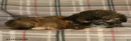 Mixed Breed dogs for sale: Uriel - Ad 5