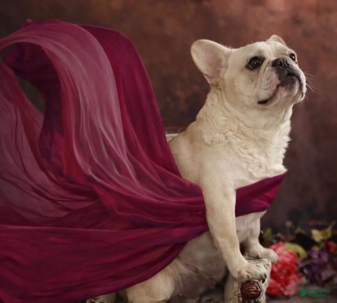 French Bulldog dogs for sale: French Bulldog Puppy 2 - Ad 2