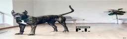 Great Dane dogs for sale: Miami - Ad 21