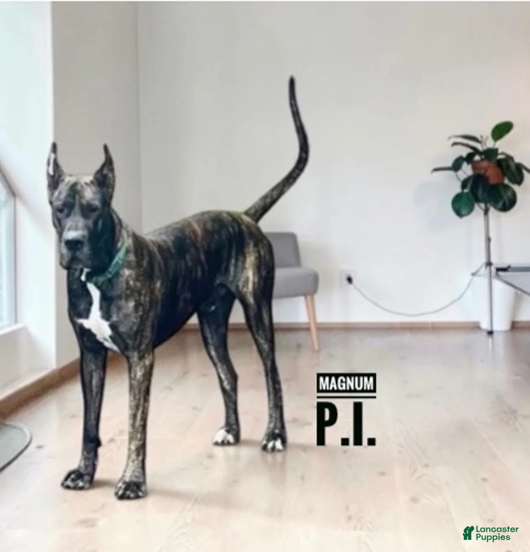 Great Dane dogs for sale: Miami - Ad 21