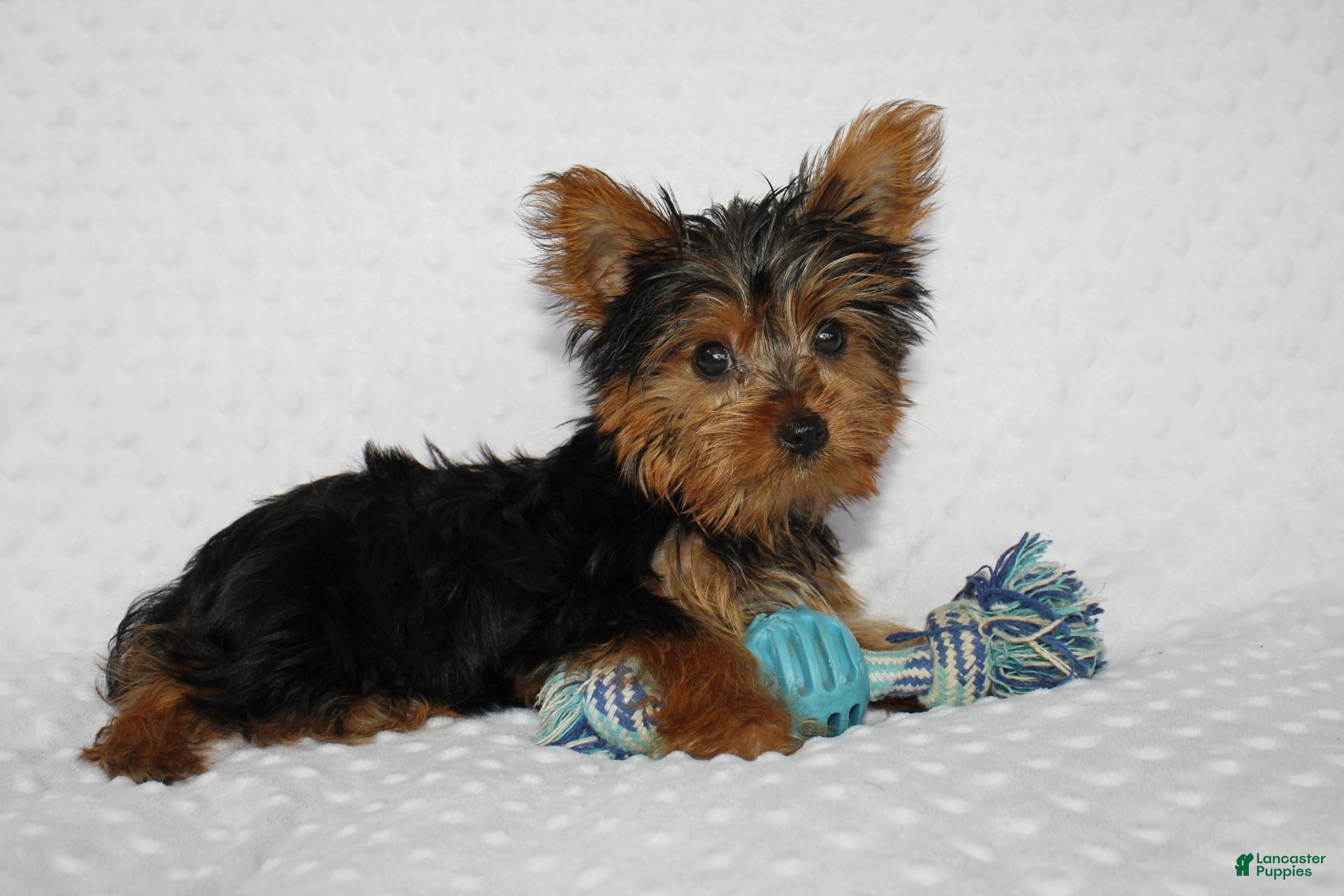 Yorkshire Terrier dogs Toby - Ad 2