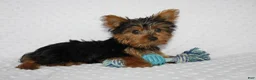 Yorkshire Terrier dogs for sale: Toby - Ad 2