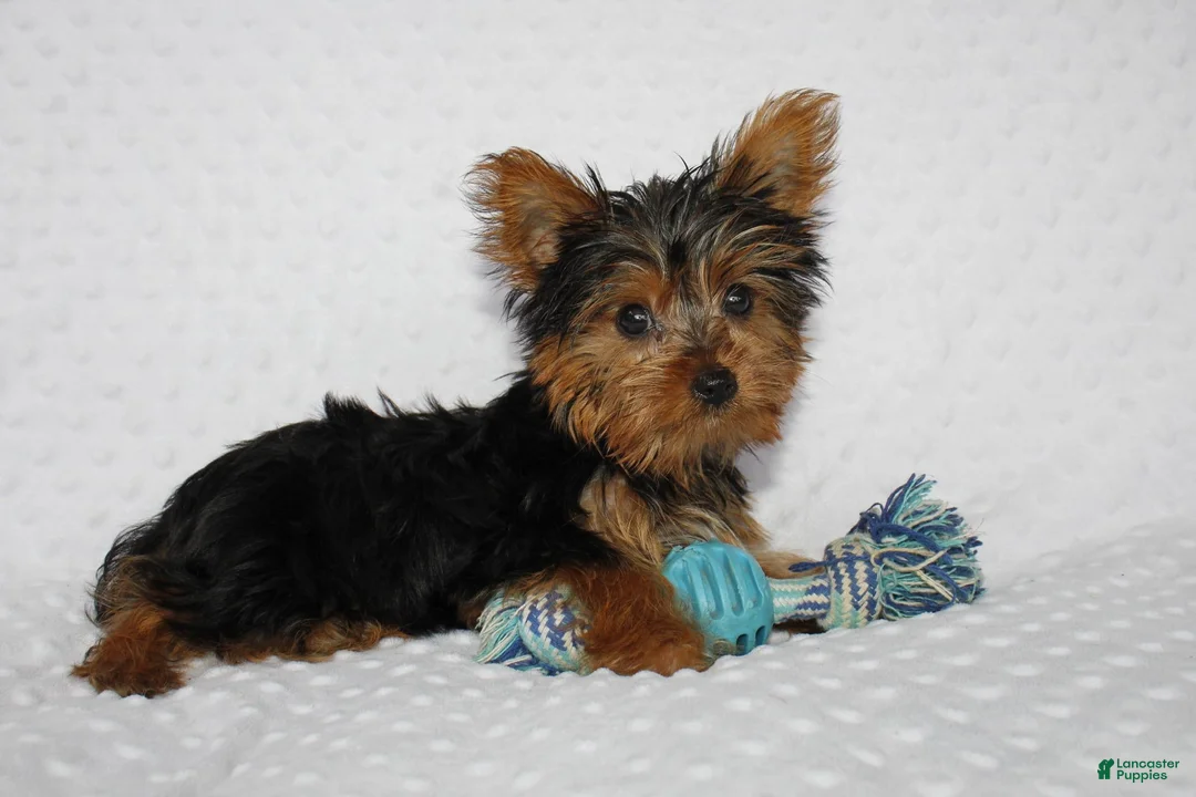 Yorkshire Terrier dogs for sale: Toby - Ad 2