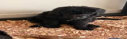Double Doodle dogs for sale:  Amethyst - Ad 7