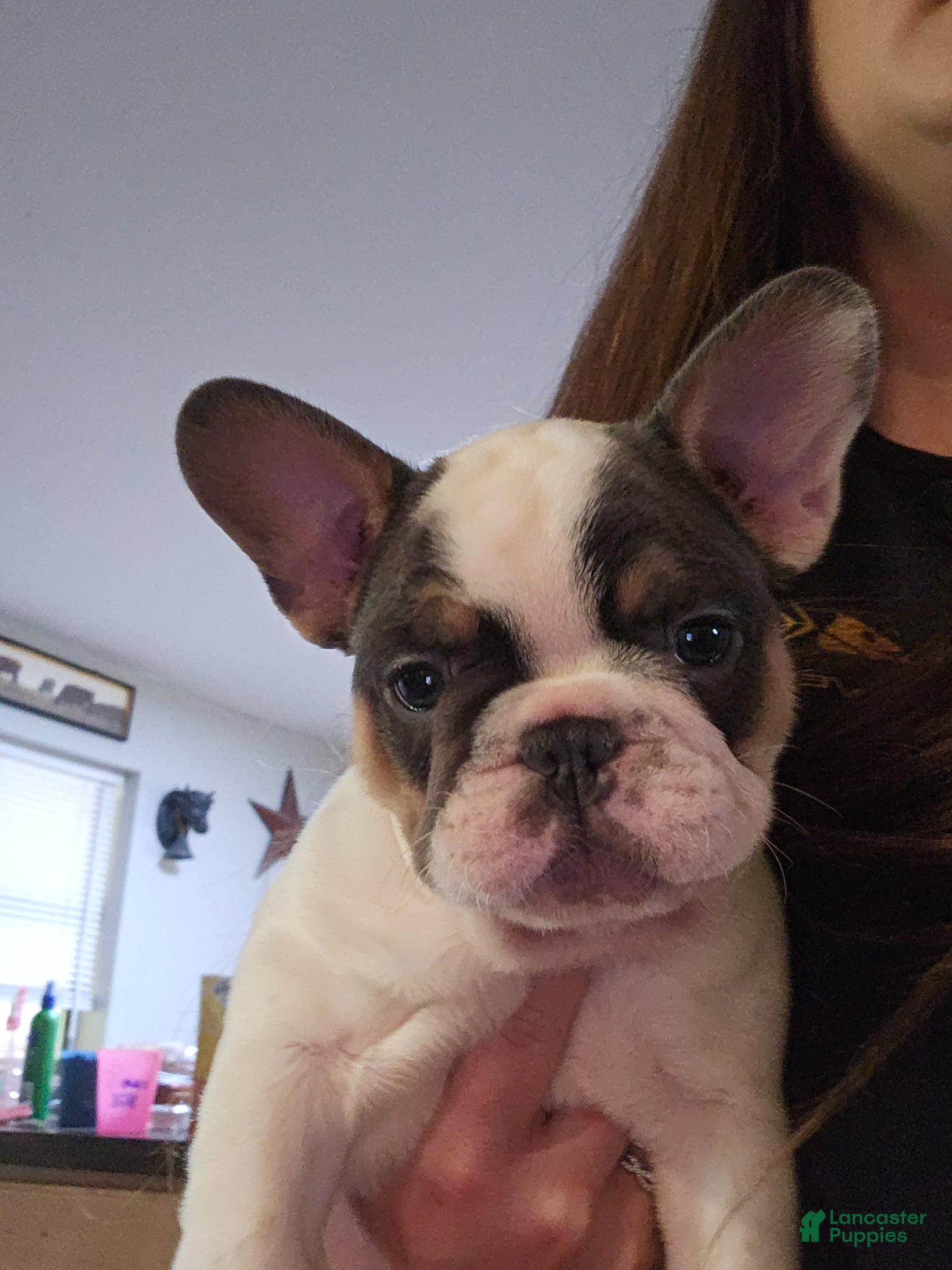 French Bulldog dogs French Bulldog Puppy 1 - Ad 24