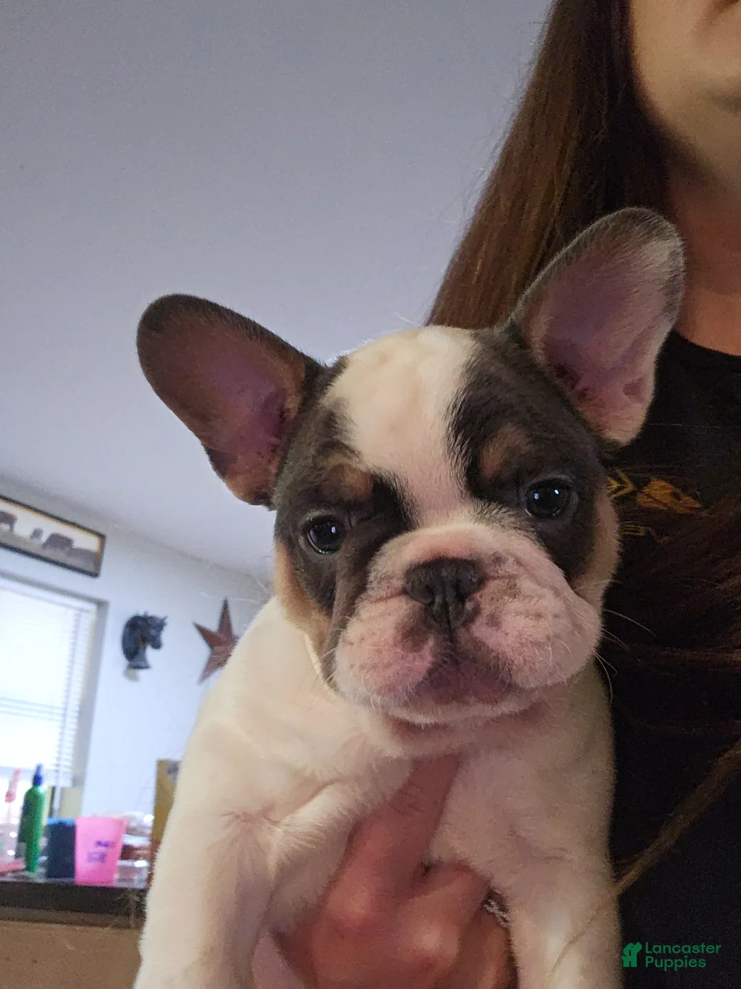 French Bulldog dogs for sale: French Bulldog Puppy 1 - Ad 1