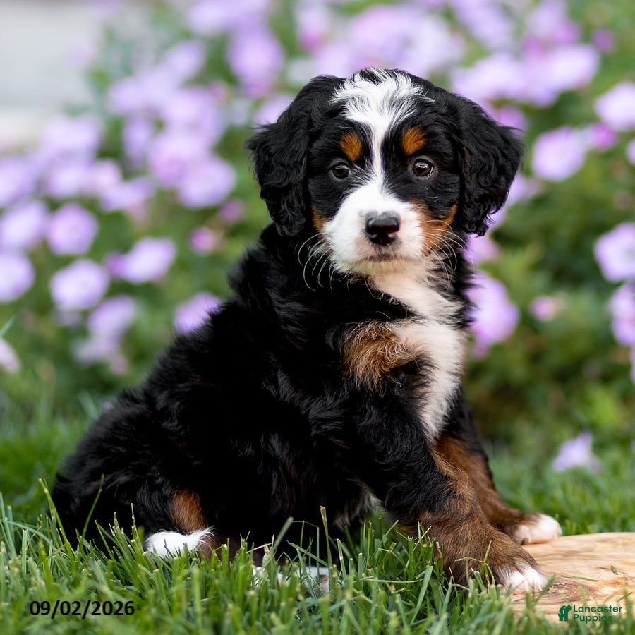 Mini Bernedoodle dogs Gigi - Ad 1