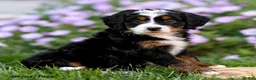 Mini Bernedoodle dogs for sale: Gigi - Ad 1