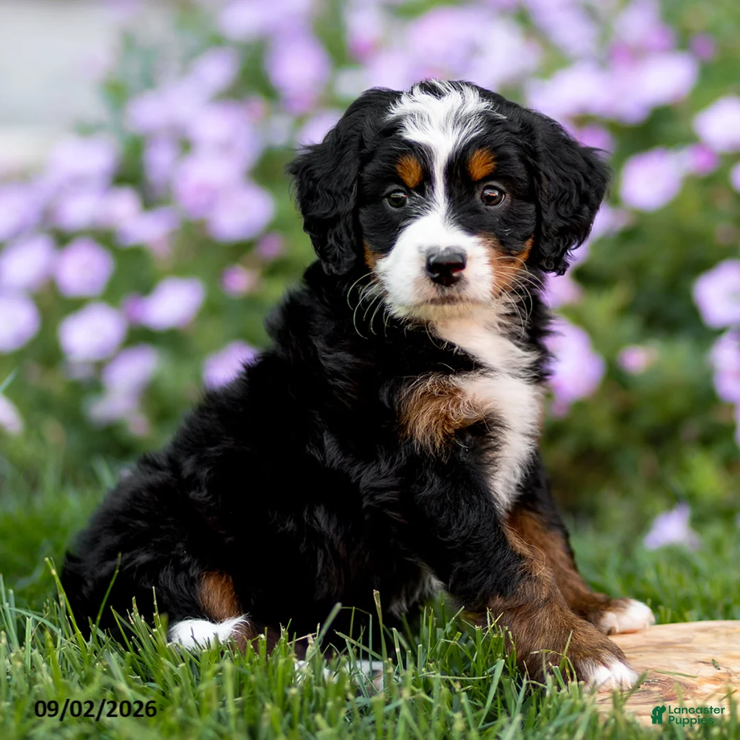Mini Bernedoodle dogs for sale: Gigi - Ad 1