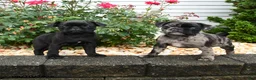 Pug dogs for sale: Mocha - Ad 3
